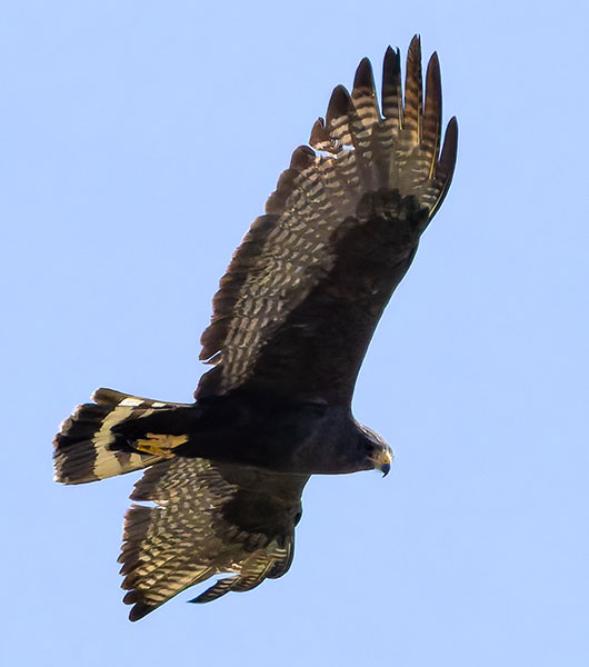 Zone-Tailed Hawk Buteo albonotatus flying in flight