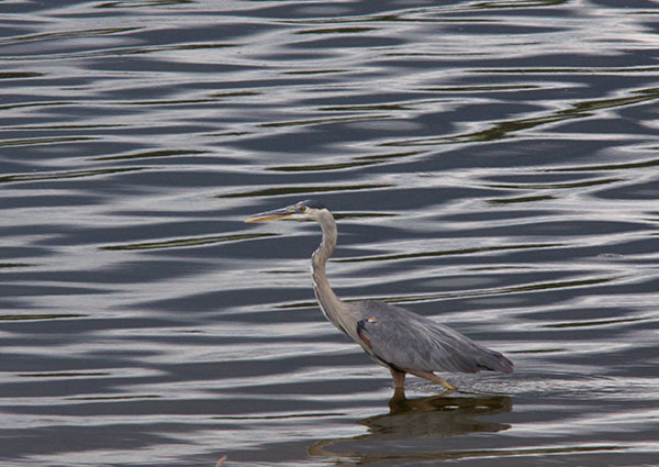 Great Blue Heron Ardea herodias 