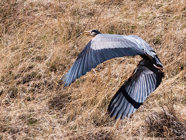 Great Blue Heron Ardea herodias 
