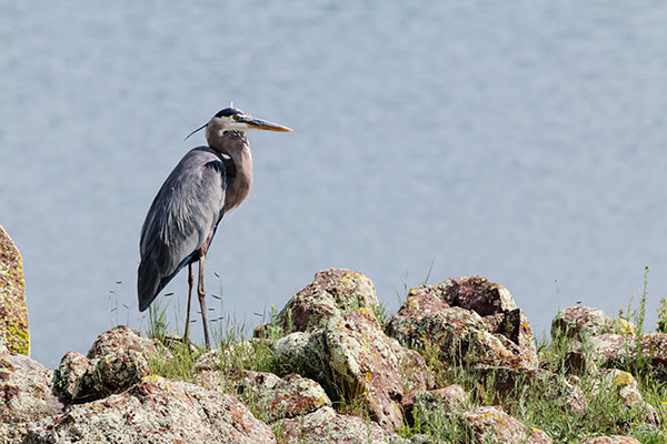 Great Blue Heron Ardea herodias 