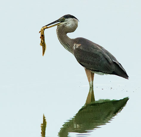 Great Blue Heron Ardea herodias 