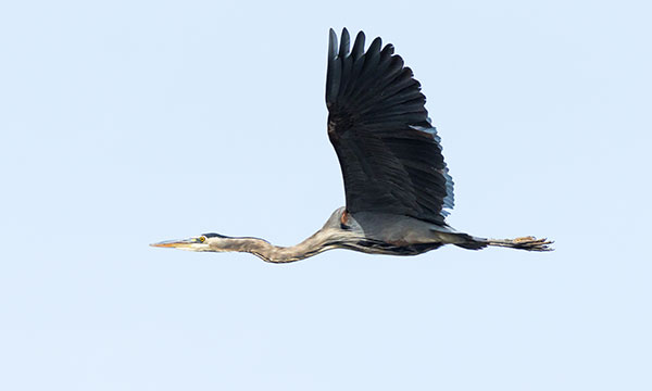 Great Blue Heron Ardea herodias 