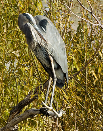 Great Blue Heron Ardea herodias 