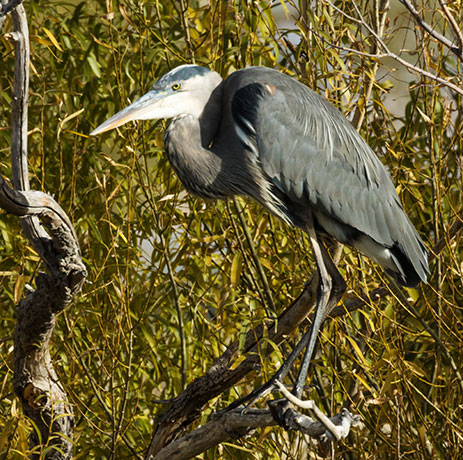 Great Blue Heron Ardea herodias 
