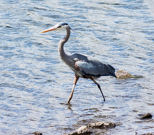 Great Blue Heron Ardea herodias 
