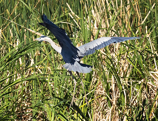 Great Blue Heron Ardea herodias 