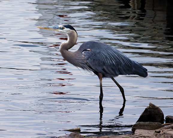 Great Blue Heron Ardea herodias 