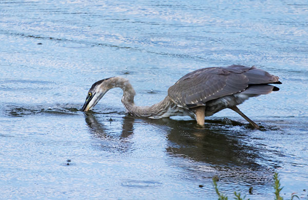 Great Blue Heron Ardea herodias 