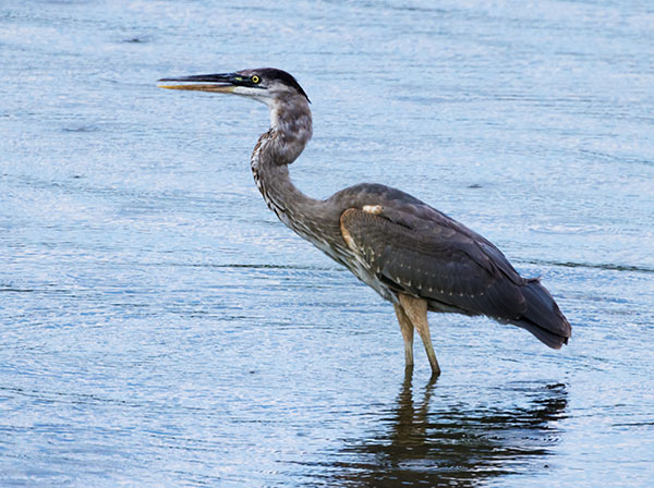 Great Blue Heron Ardea herodias 