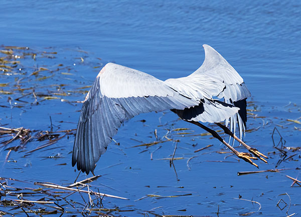 Great Blue Heron Ardea herodias 