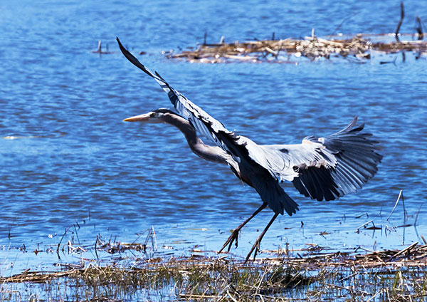 Great Blue Heron Ardea herodias 