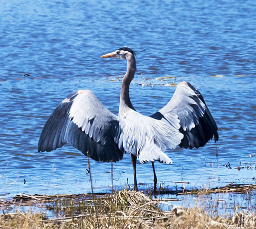 Great Blue Heron Ardea herodias 