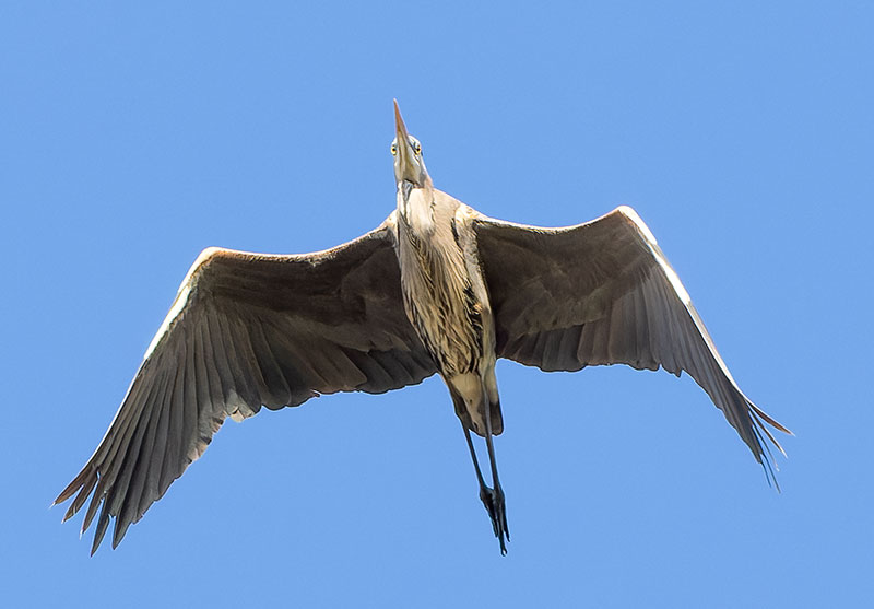 Great Blue Heron Ardea herodias 