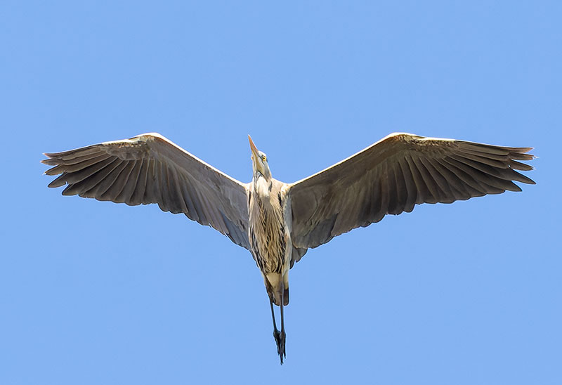 Great Blue Heron Ardea herodias 