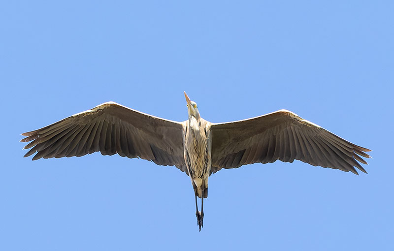Great Blue Heron Ardea herodias 