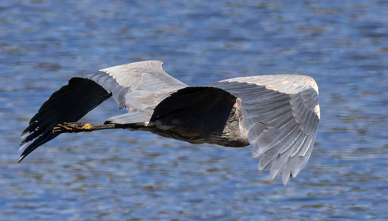 Great Blue Heron Ardea herodias 