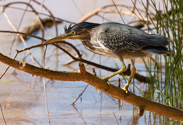 Green Heron Butorides virescens 