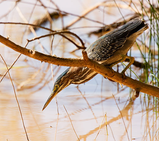 Green Heron Butorides virescens 