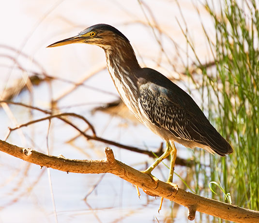 Green Heron Butorides virescens 