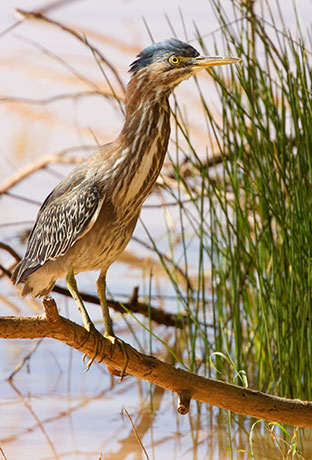 Green Heron Butorides virescens 