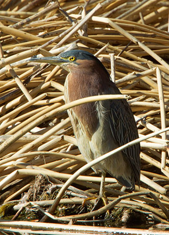 Green Heron Butorides virescens 