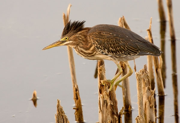 Green Heron Butorides virescens 