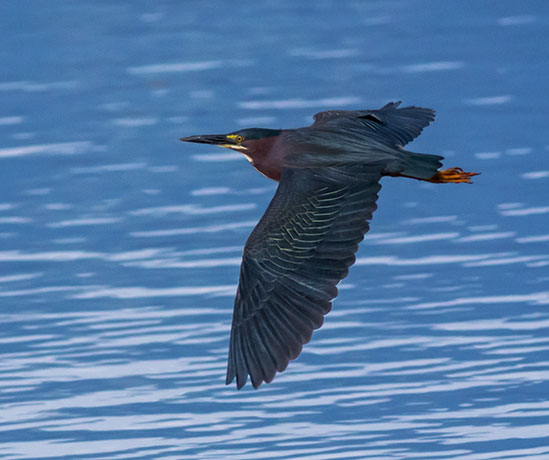 Green Heron Butorides virescens 