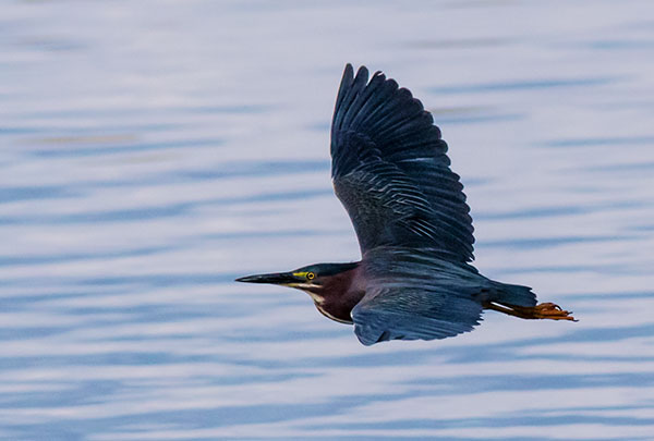 Green Heron Butorides virescens 