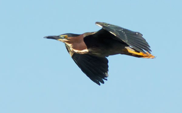 Green Heron Butorides virescens 