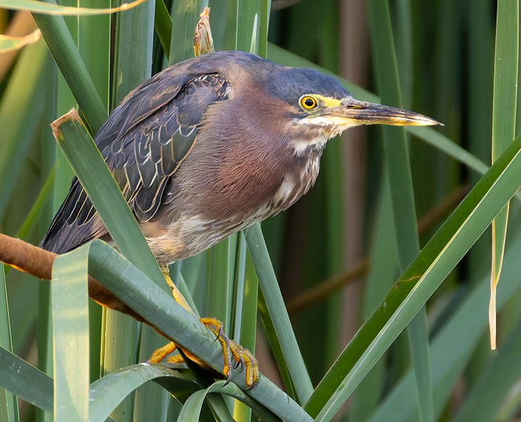 Green Heron Butorides virescens 