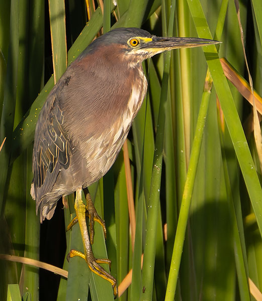 Green Heron Butorides virescens 
