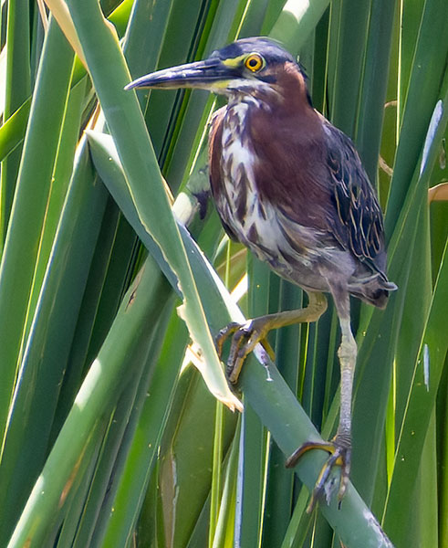 Green Heron Butorides virescens 