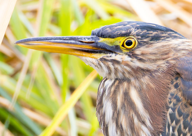 Green Heron Butorides virescens 