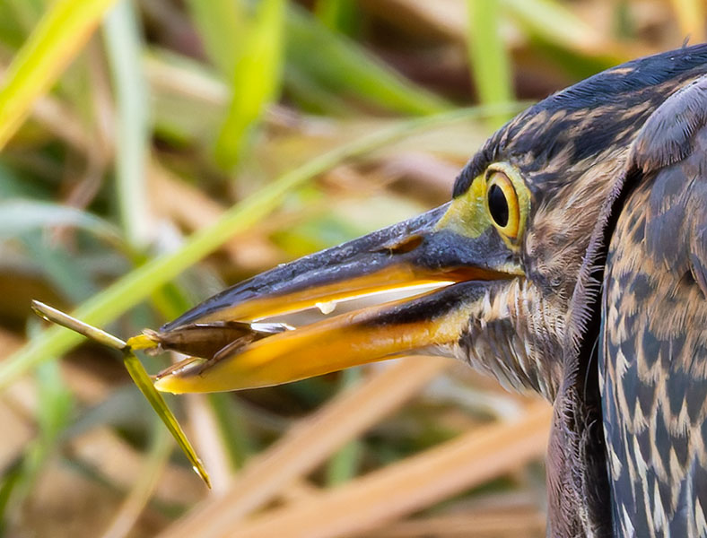Green Heron Butorides virescens 
