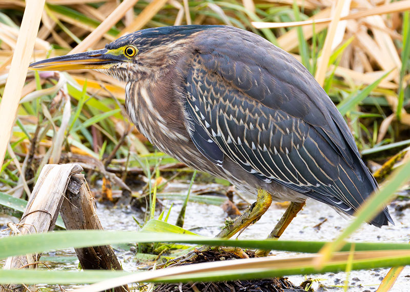 Green Heron Butorides virescens 