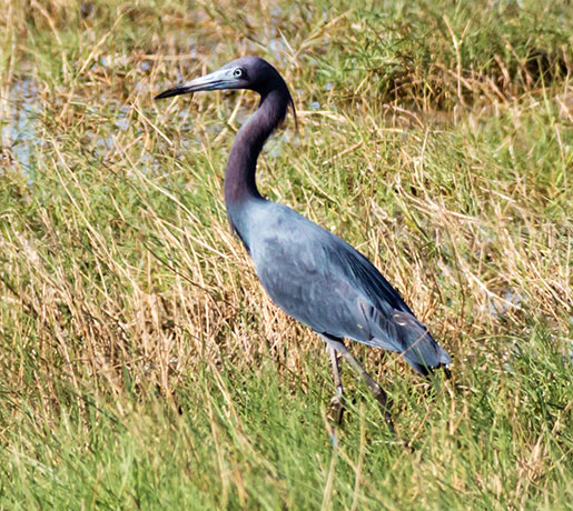 Little Blue Heron Egretta caerulea
