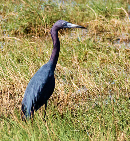 Little Blue Heron Egretta caerulea