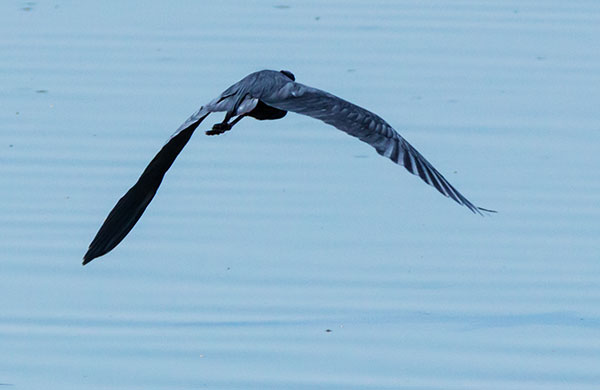 Little Blue Heron Egretta caerulea