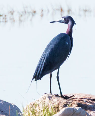 Little Blue Heron Egretta caerulea