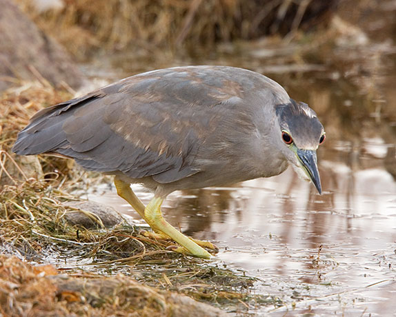 Black-crowned Night-Heron Nycticorax nycticorax 