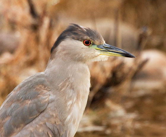 Black-crowned Night-Heron Nycticorax nycticorax 