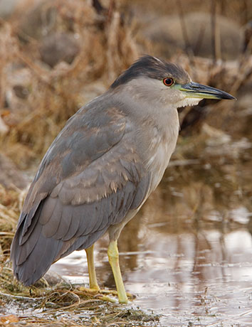 Black-crowned Night-Heron Nycticorax nycticorax 