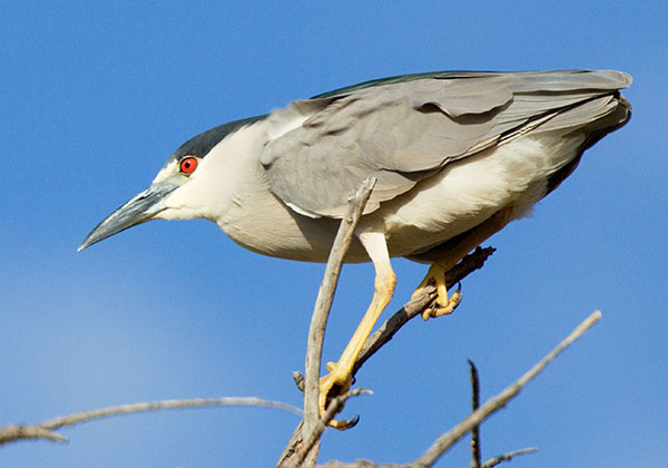 Black-crowned Night-Heron Nycticorax nycticorax 