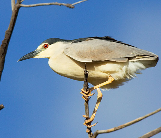 Black-crowned Night-Heron Nycticorax nycticorax 