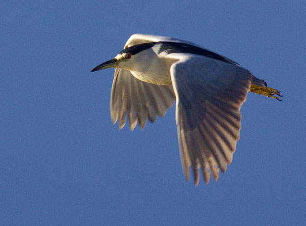 Black-crowned Night-Heron Nycticorax nycticorax 