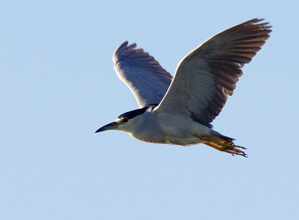 Black-crowned Night-Heron Nycticorax nycticorax 