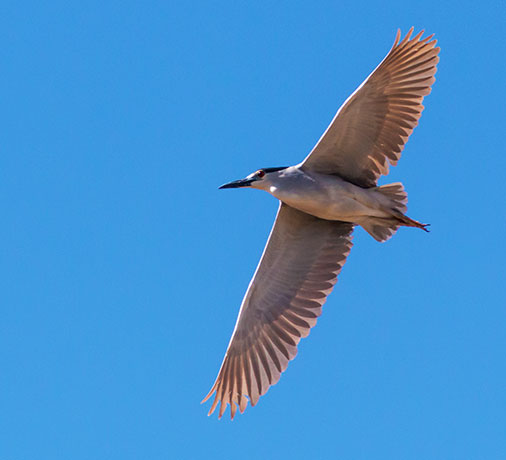 Black-crowned Night-Heron Nycticorax nycticorax 