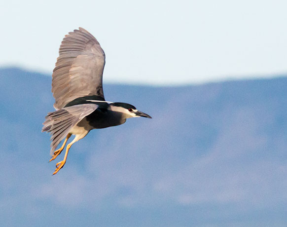 Black-crowned Night-Heron Nycticorax nycticorax 