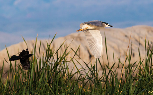 Black-crowned Night-Heron Nycticorax nycticorax 