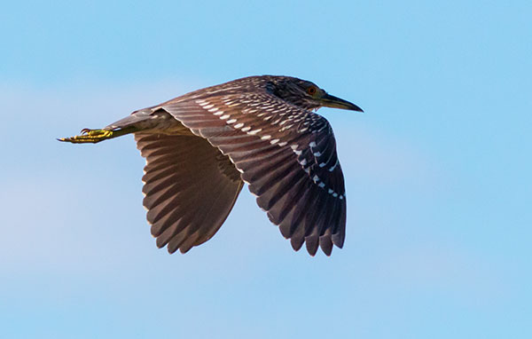 Black-crowned Night-Heron Nycticorax nycticorax 